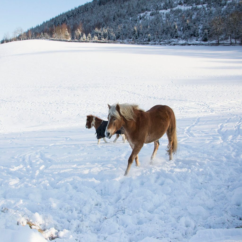 Zwei Pferde, eines braun und das andere klein und braun, laufen durch den Schnee in einer winterlichen Landschaft.