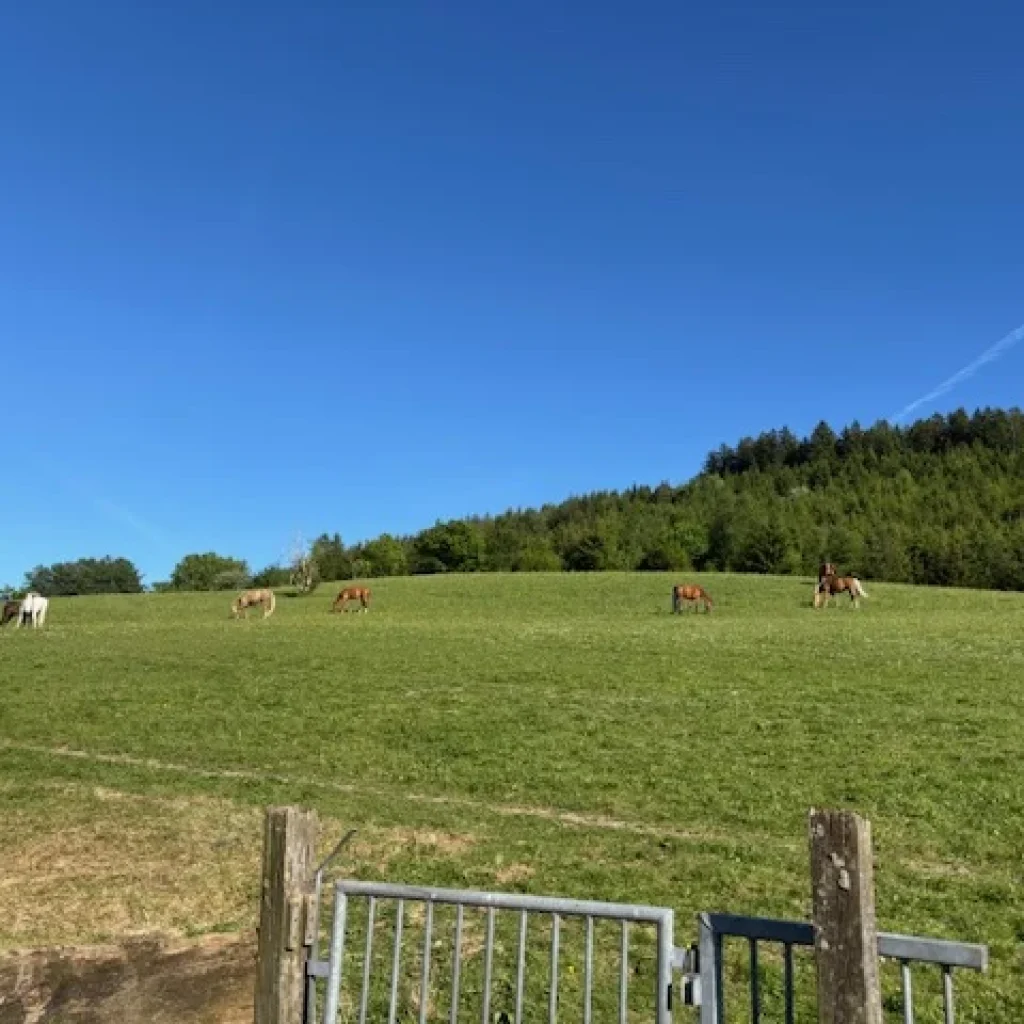 Mehrere Pferde grasen auf einer grünen Wiese unter blauem Himmel.